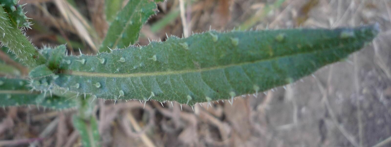 High Resolution Picris echioides Leaf